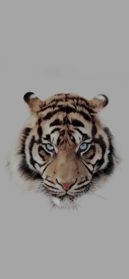 4k简约壁纸 - 凶狠 - 老虎头 - wallpaper「哲风壁纸」