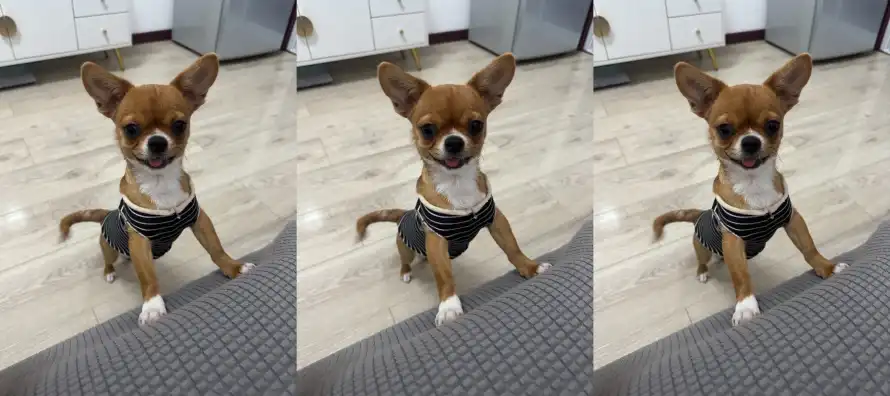 4k动物壁纸 - 十一 - 可爱 - 地板「哲风壁纸」