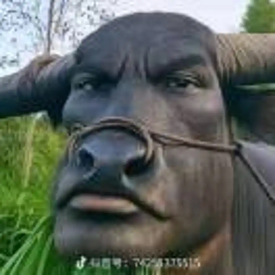 无语到不想念声的头像