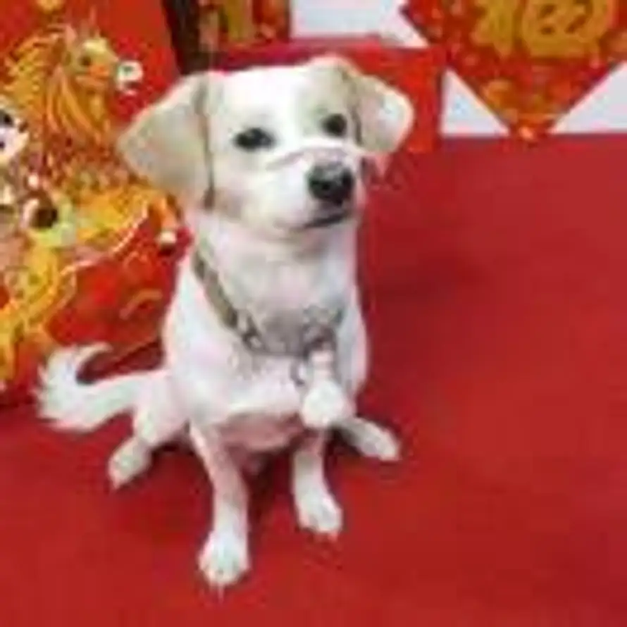 人间十二月的头像