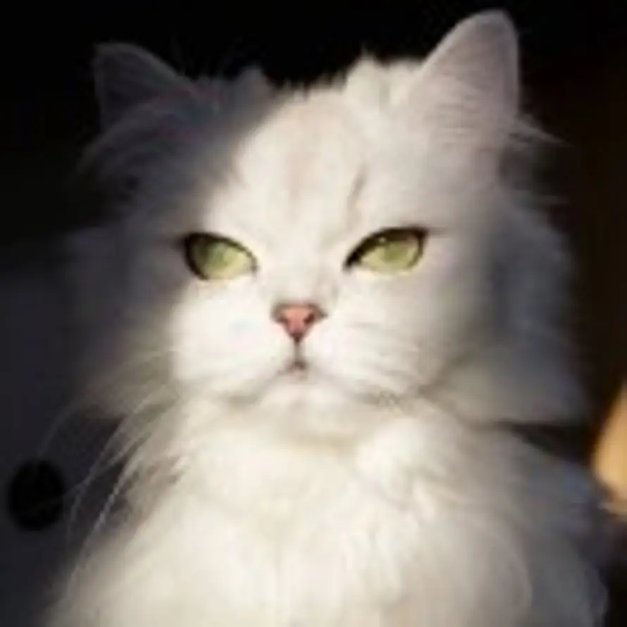 阿莫西林的头像