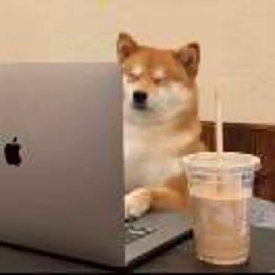 爱老虎的小智慧🖤的头像