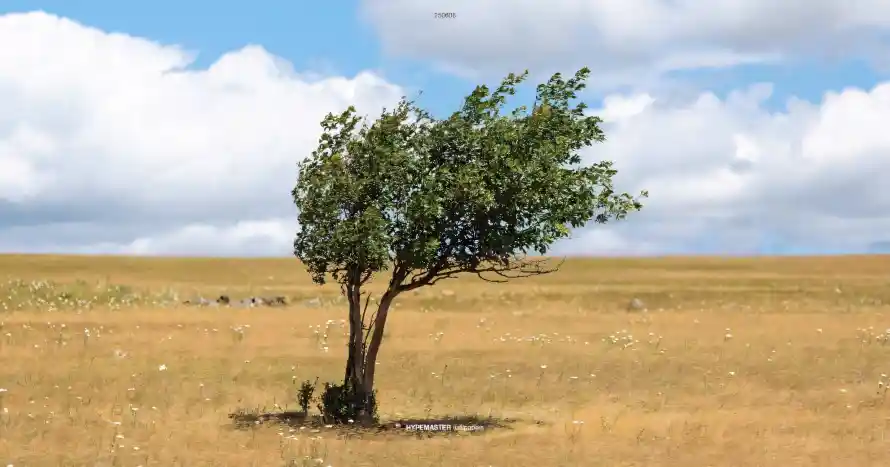 4k原野壁纸 - 孤树 - 开阔 - 晴朗「哲风壁纸」