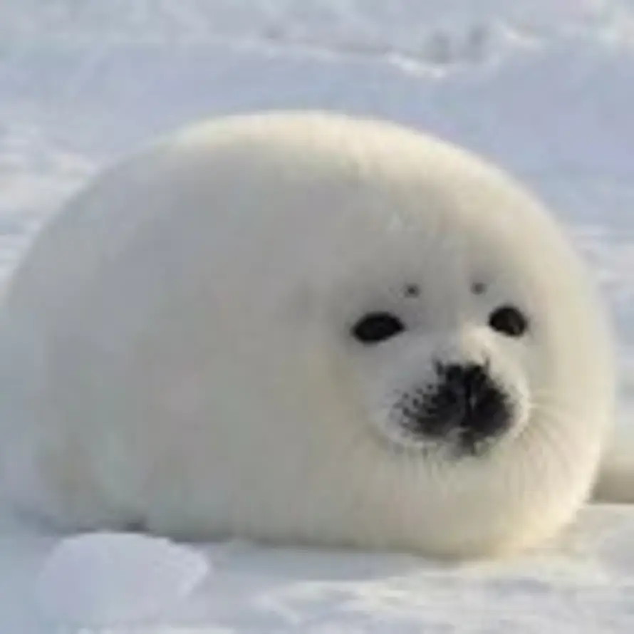 晒晒海豹的头像