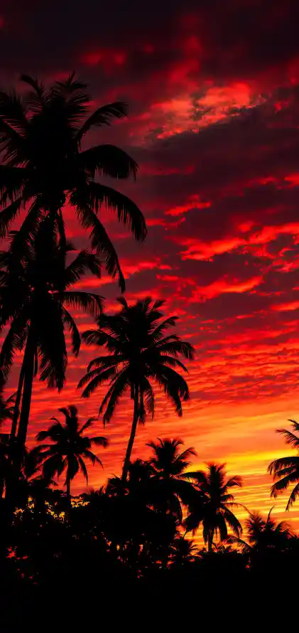 4k天空壁纸 - 日落 - 晚霞 - 椰林「哲风壁纸」