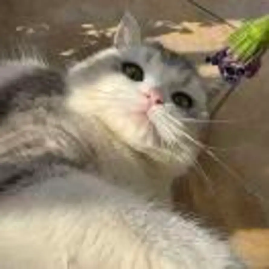 爱猫的鱼🐟的头像