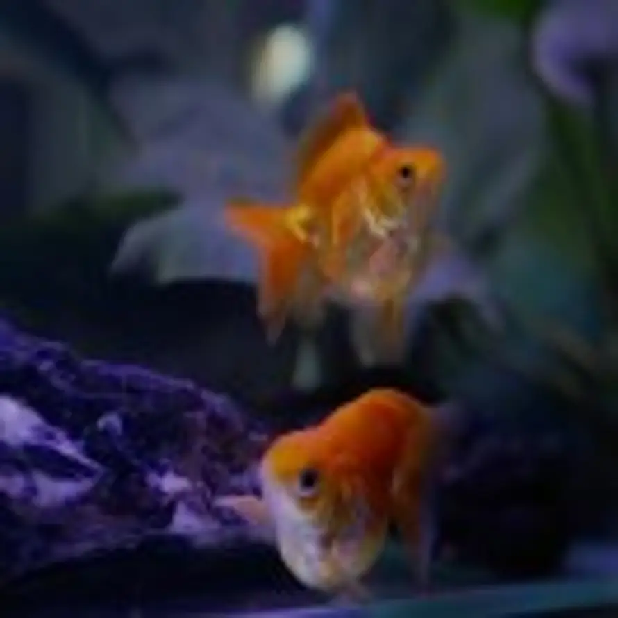 牛油果🥑的头像