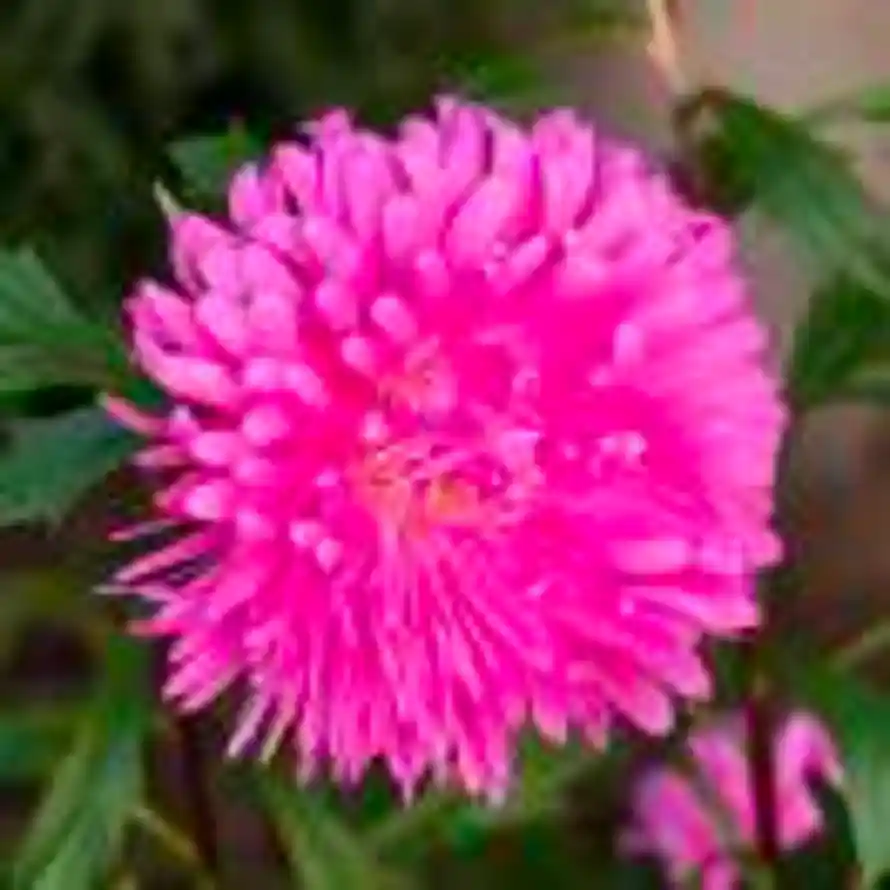 Strive-KunKun的头像