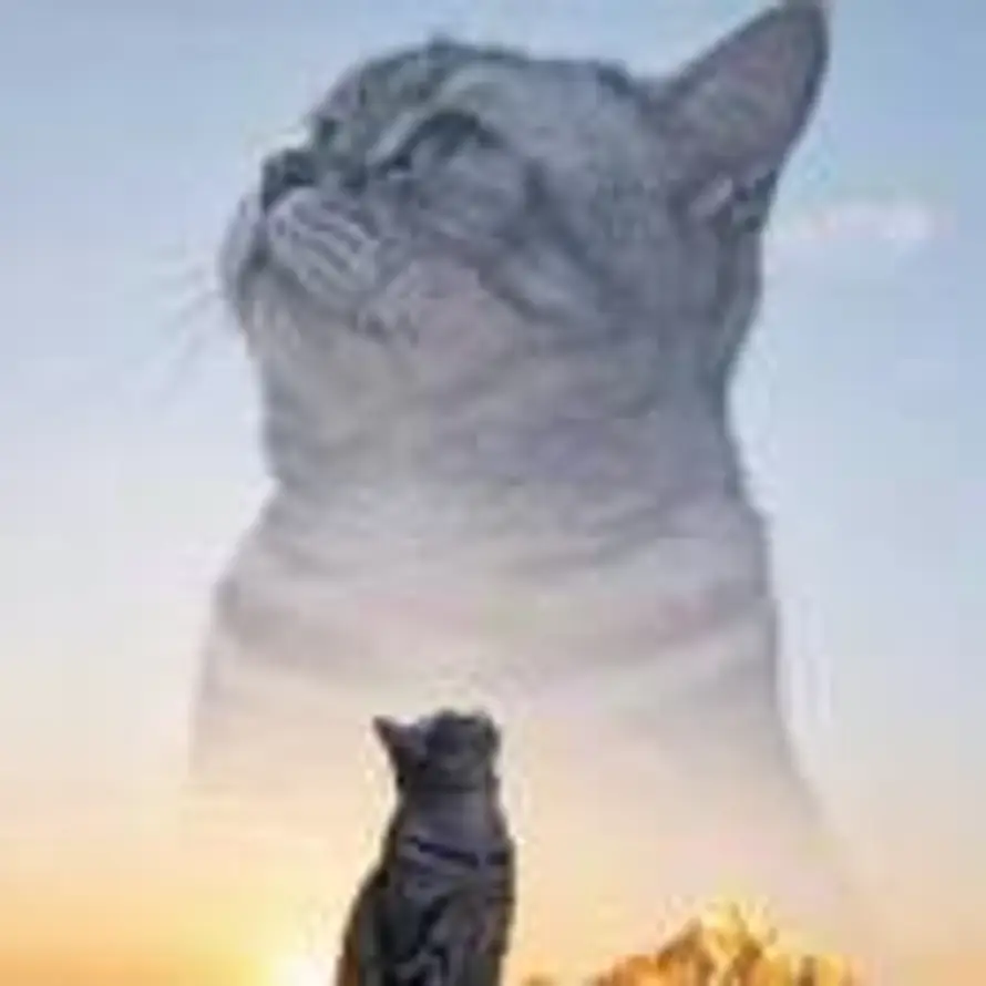 🐯的头像