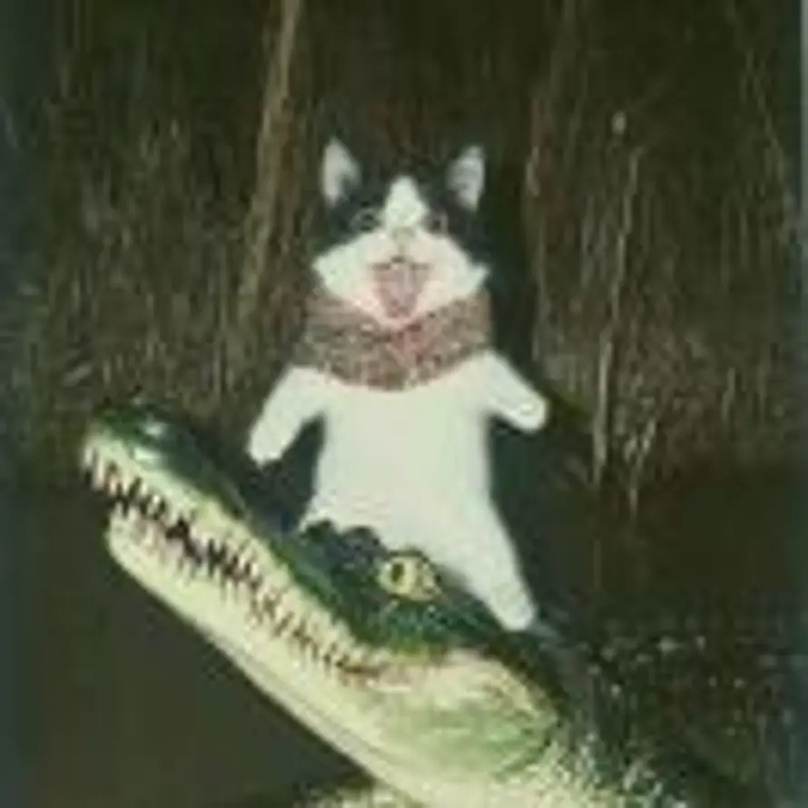 二等饼干🍪的头像