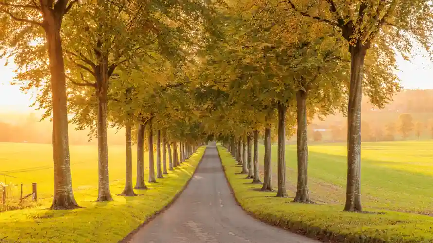 2k田野壁纸-林荫道壁纸和落叶树-热门的壁纸「哲风壁纸」