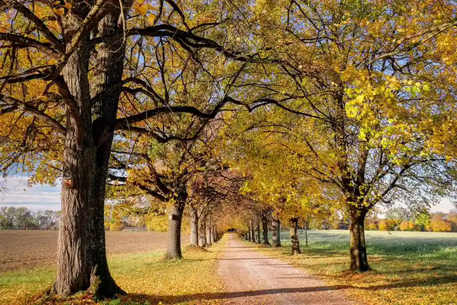 4k土路壁纸 - 天空 - 宁静 - 早秋「哲风壁纸」