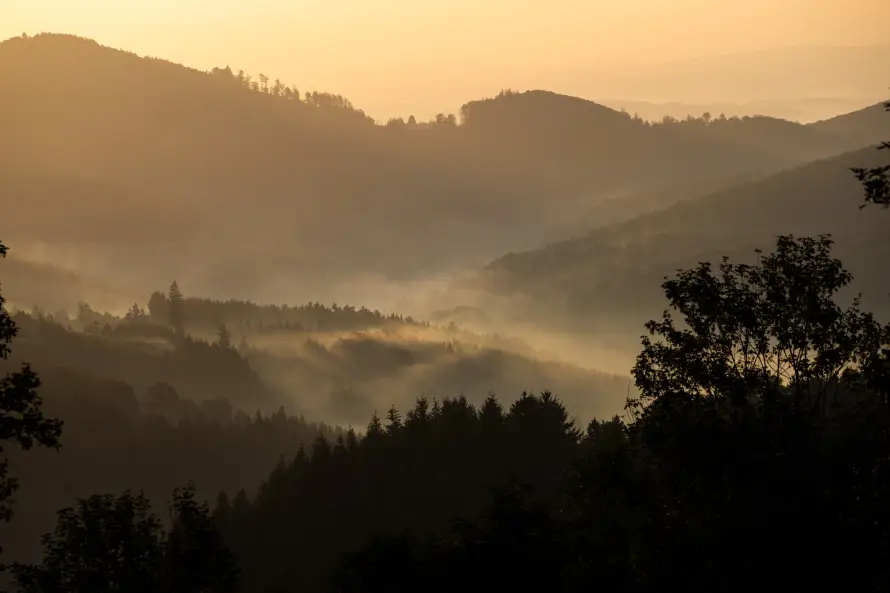 4k丛林壁纸 - 光影 - 剪影 - 宁静「哲风壁纸」