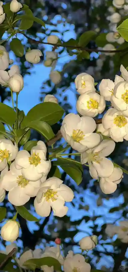 4k春天壁纸 - 景深 - 枝头 - 清新「哲风壁纸」