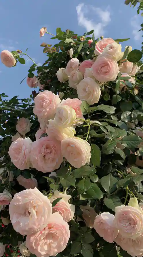 4k园艺壁纸 - 景深 - 枝叶 - 柔美「哲风壁纸」