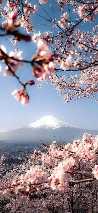 4k日本壁纸 - 春天 - 景深 - 樱花「哲风壁纸」