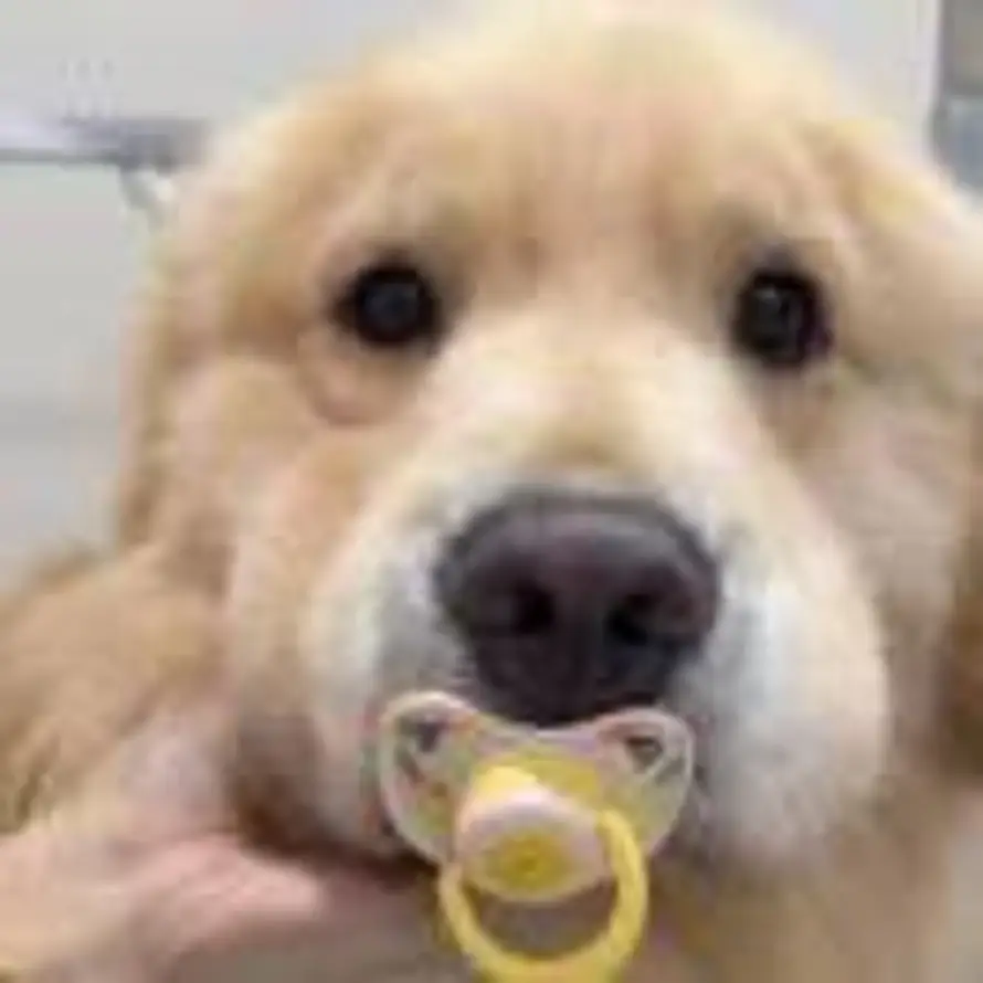 半只橙。的头像