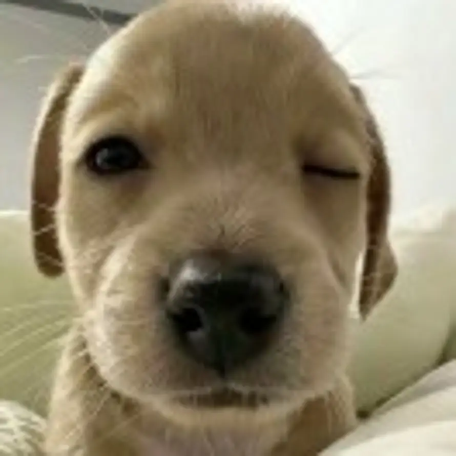 不吃香菜的头像