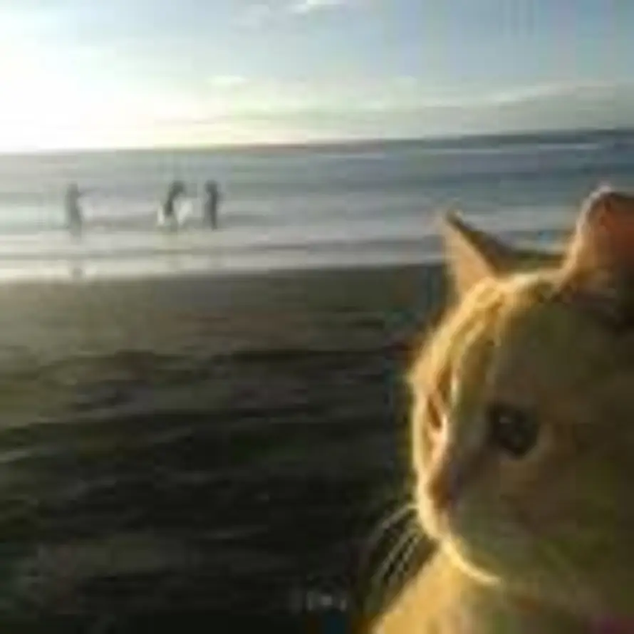 小岛西岸来信的头像