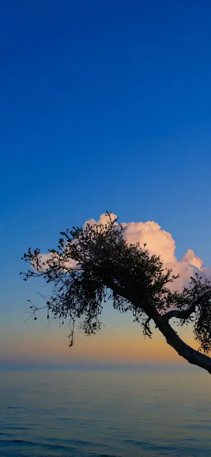 4k云朵壁纸 - 天空 - 树枝 - 海水「哲风壁纸」