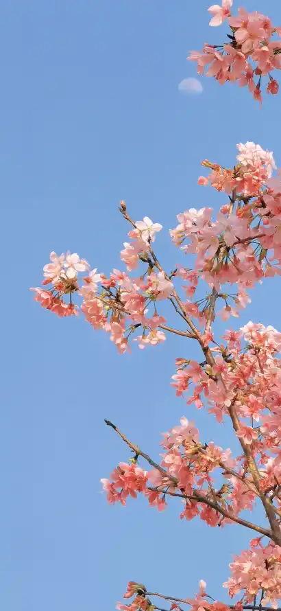 4k春日壁纸 - 景深 - 晴朗 - 月亮「哲风壁纸」