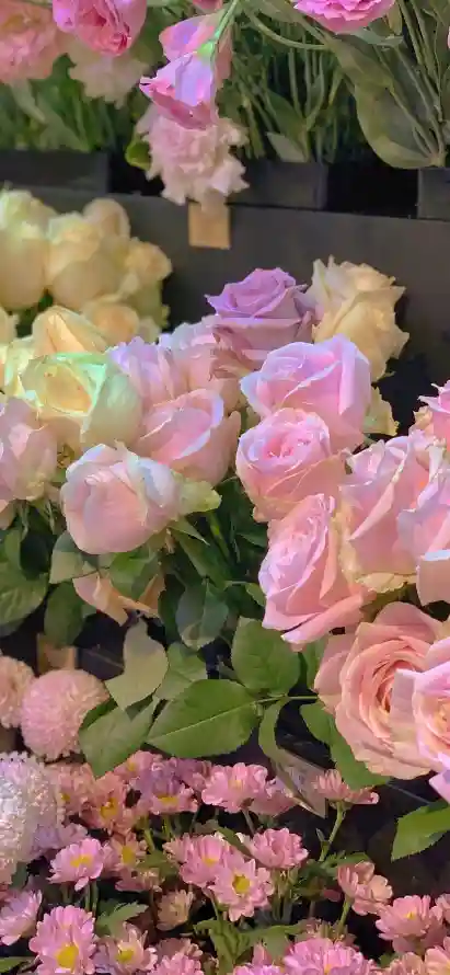 4k景深壁纸 - 植物 - 玫瑰 - 绿植「哲风壁纸」