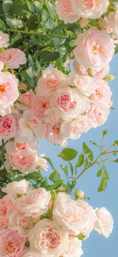 4k景深壁纸 - 植物 - 浅粉 - 清新「哲风壁纸」