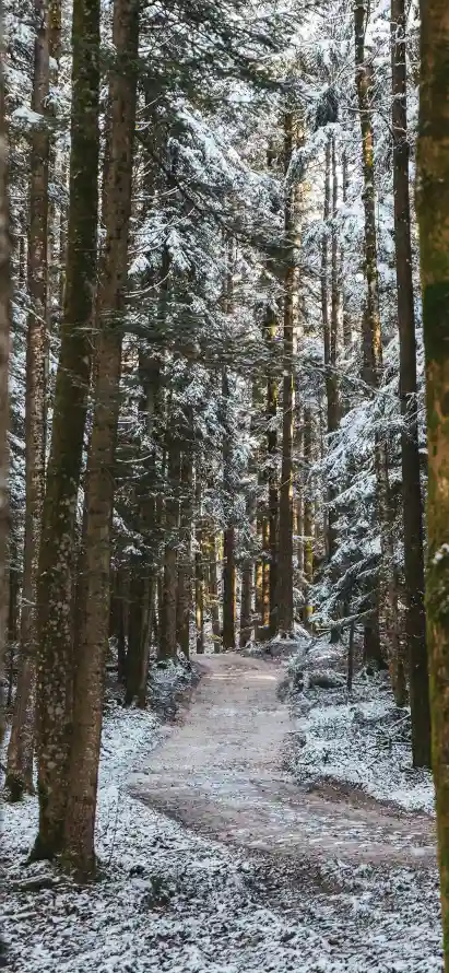 4k冬季壁纸 - 寒冷 - 小径 - 松柏「哲风壁纸」