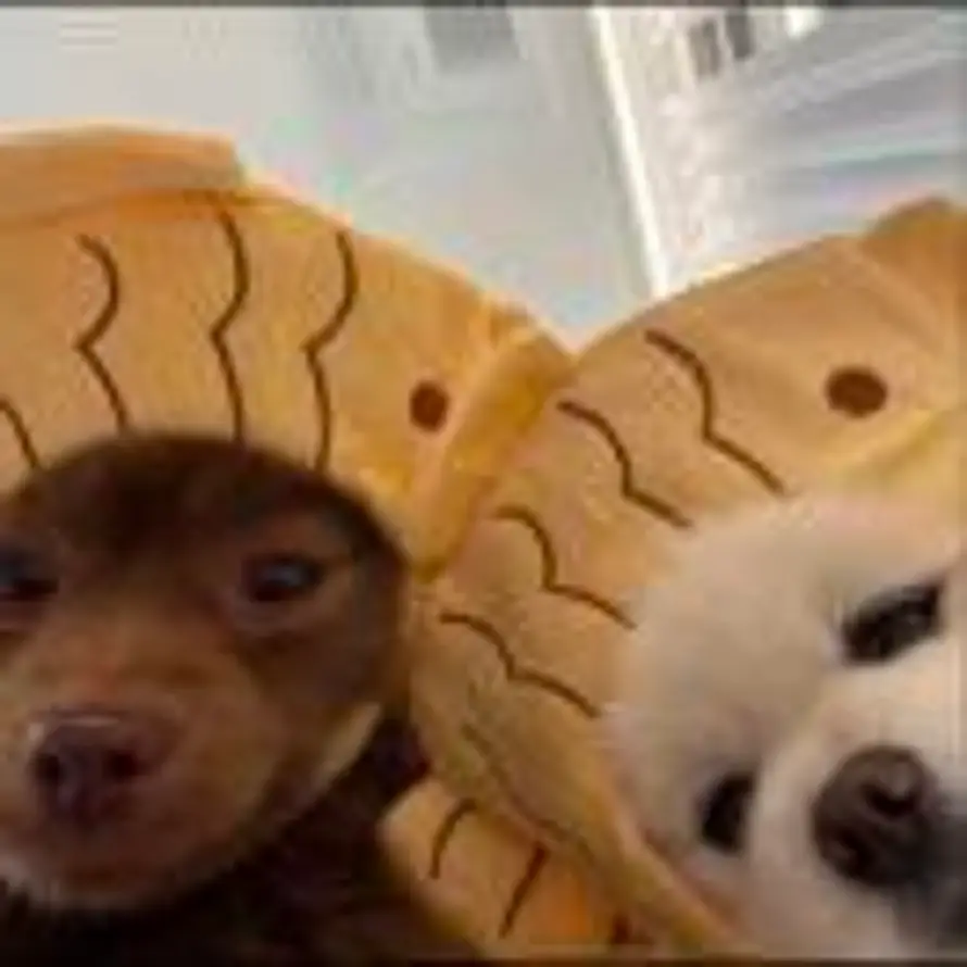 阿清·3D建模的头像