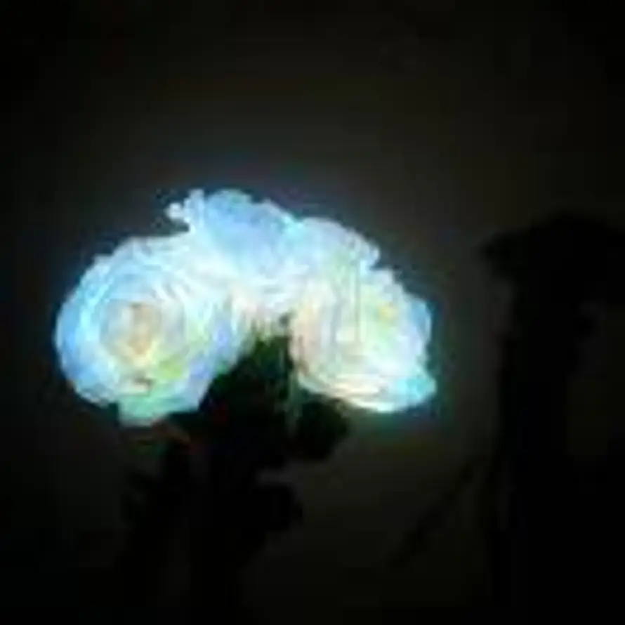 白呀白圆的头像