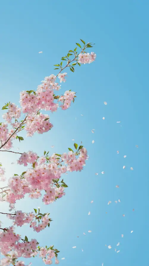 4k春日壁纸 - 景深 - 樱花 - 粉色「哲风壁纸」