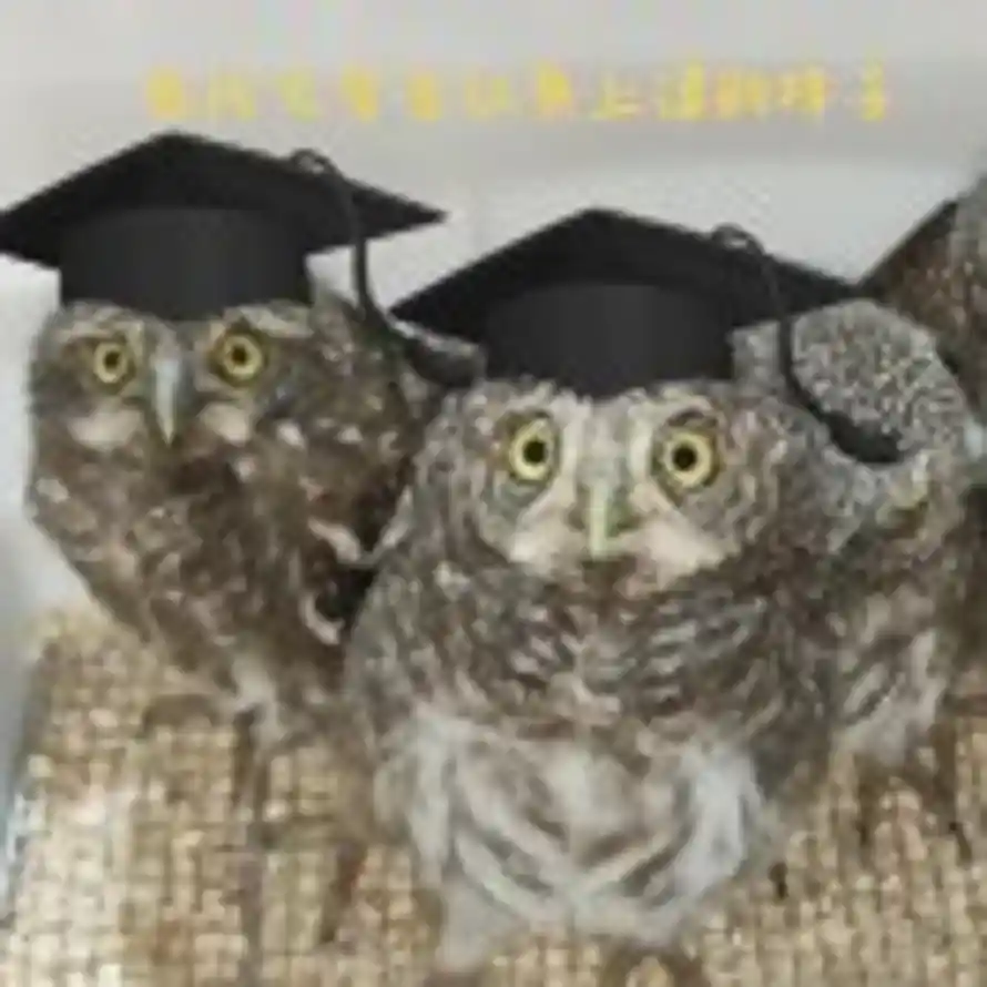 owl的头像