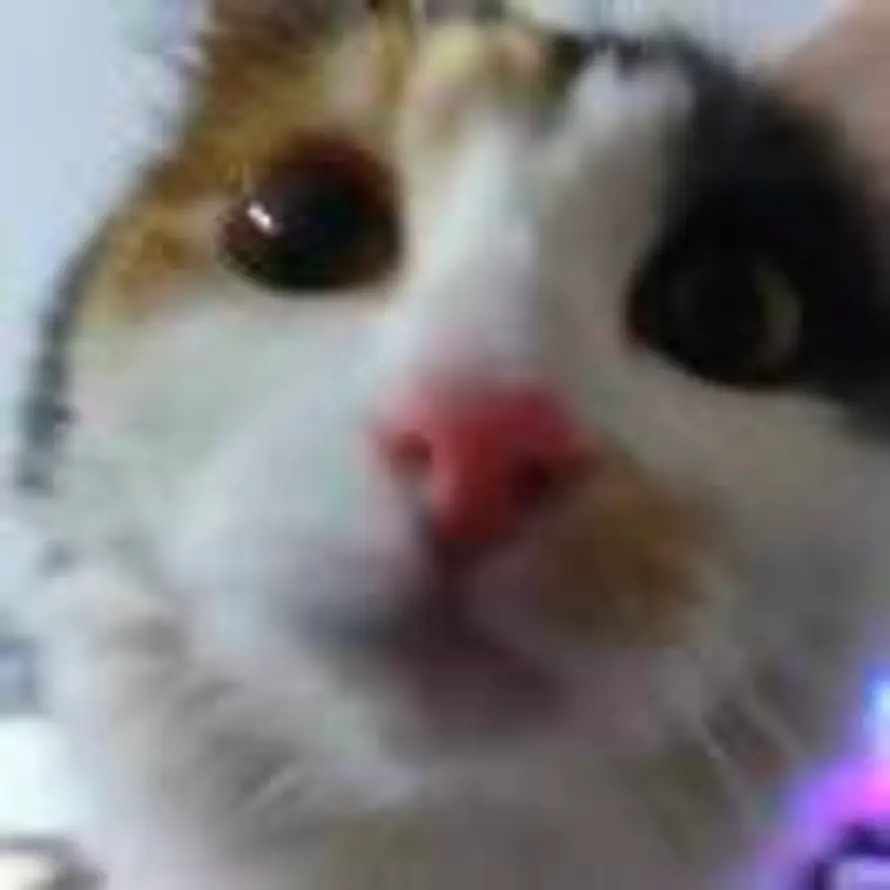 柠檬雪宝的头像