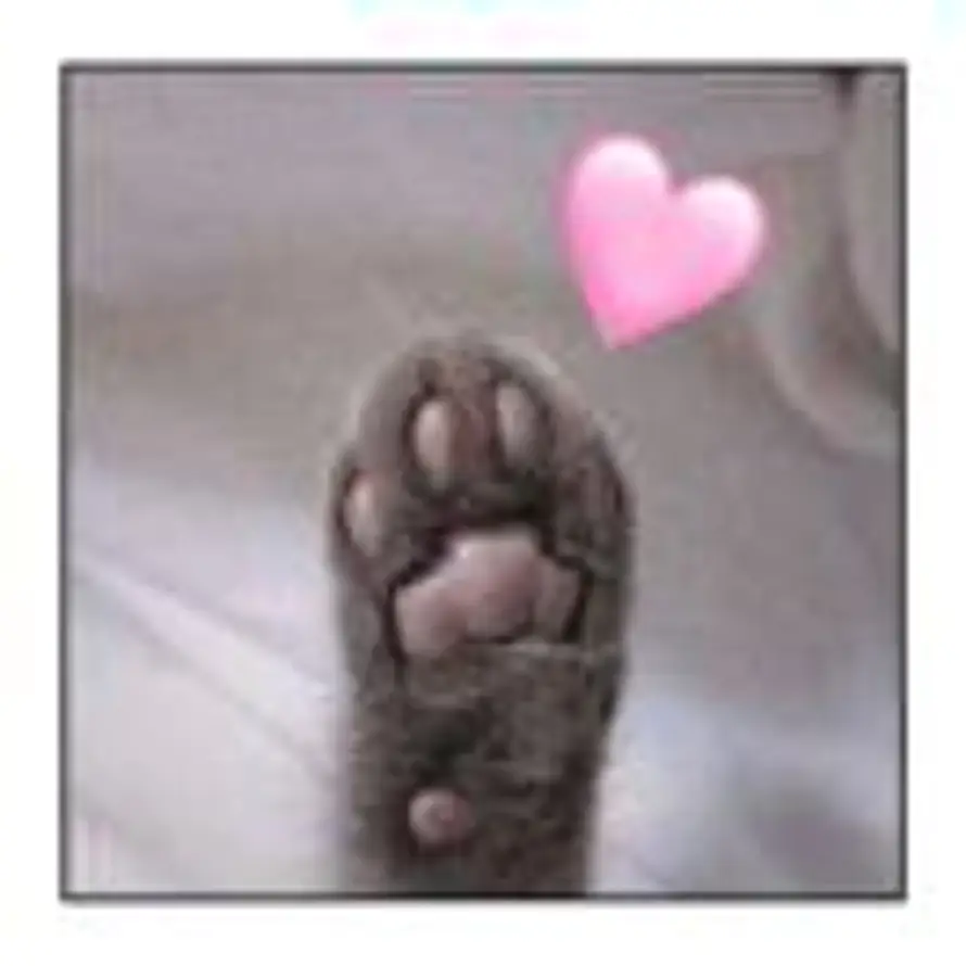 吐司🐱野崎酱的头像