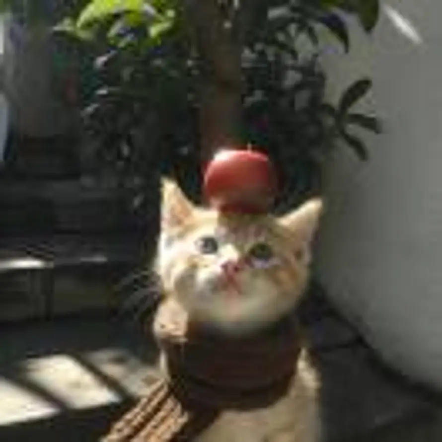 我跟莓运拜拜的头像