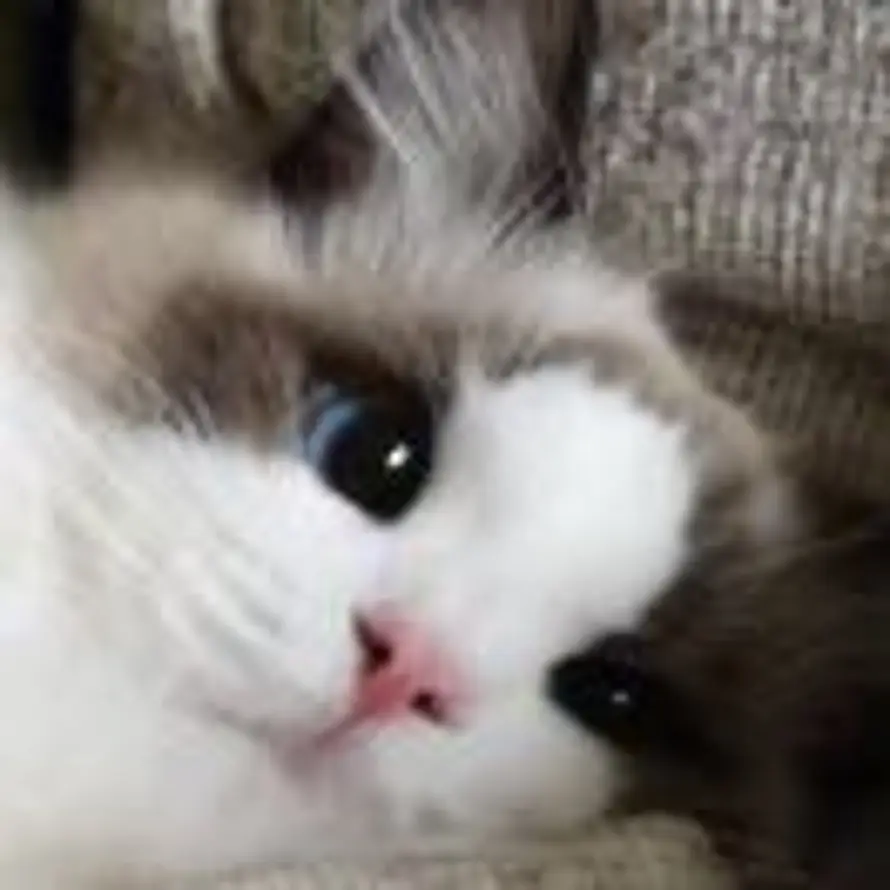 晚睡晚起的头像