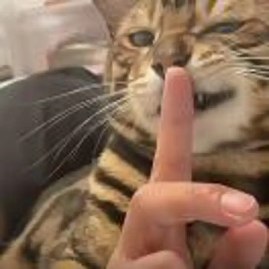 Z.的头像