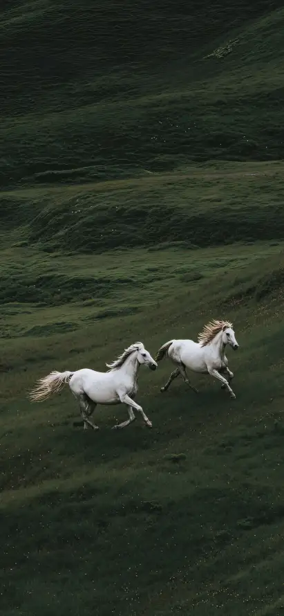 4k原野壁纸 - 奔跑 - 户外 - 牧场「哲风壁纸」