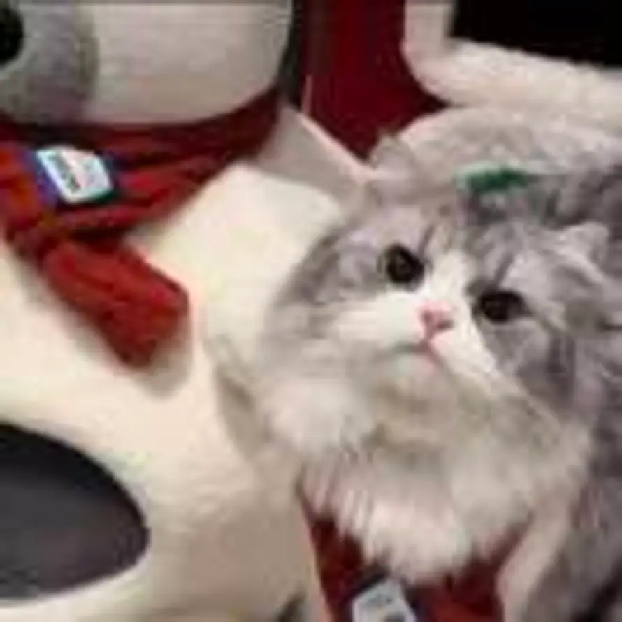 用户橙子的头像