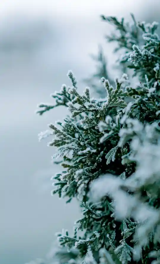 4k冬日壁纸 - 霜 - 景深 - 枝叶「哲风壁纸」