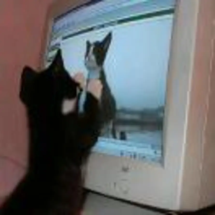 玉米馅饺子的头像