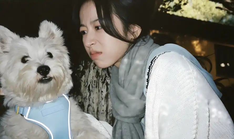 4k互动壁纸 - 围巾 - 宠物 - 户外「哲风壁纸」