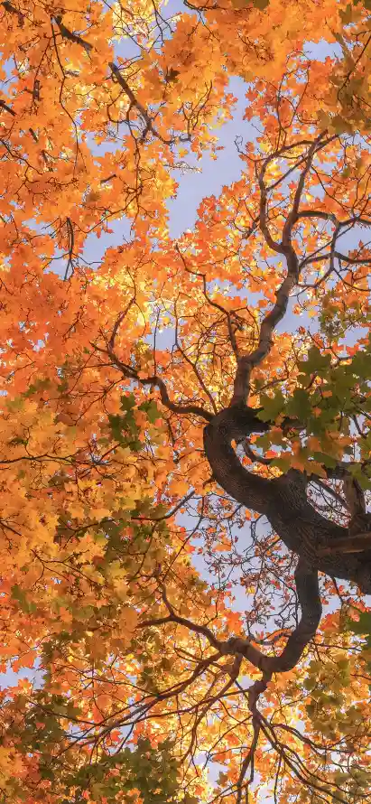 4k叶脉壁纸 - 枫叶 - 树冠 - 树枝「哲风壁纸」
