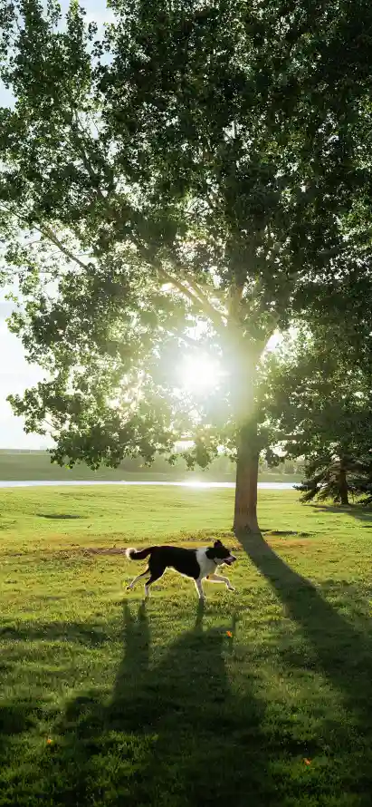 4k光影壁纸 - 大树 - 户外 - 晴朗「哲风壁纸」
