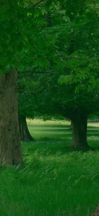 4k宁静壁纸 - 户外 - 树木 - 树荫「哲风壁纸」