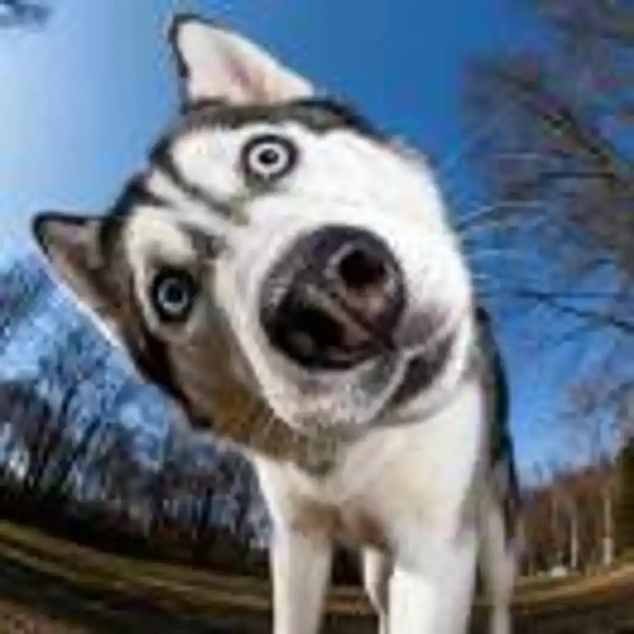 德薄才疏的头像