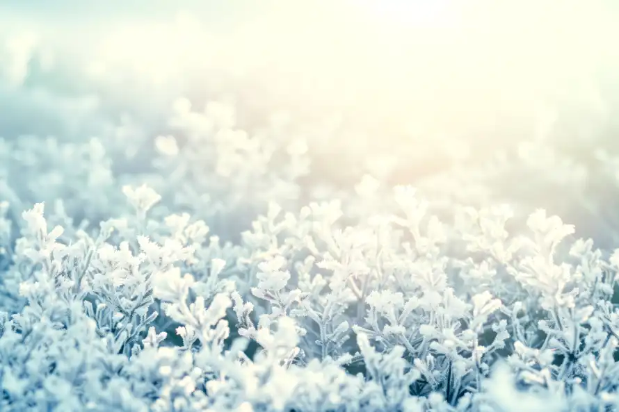 4k冬季壁纸 - 雪 - 冬日 - 冰晶「哲风壁纸」