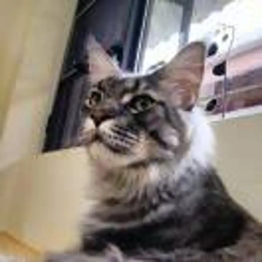 比格猫鱼的头像