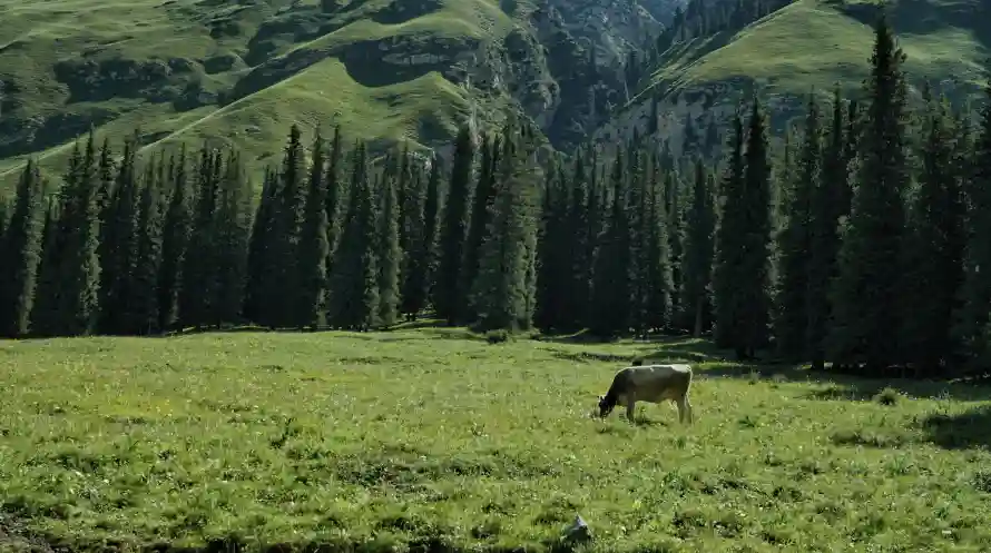 4k森林壁纸 - 牛 - 户外 - 山脉「哲风壁纸」