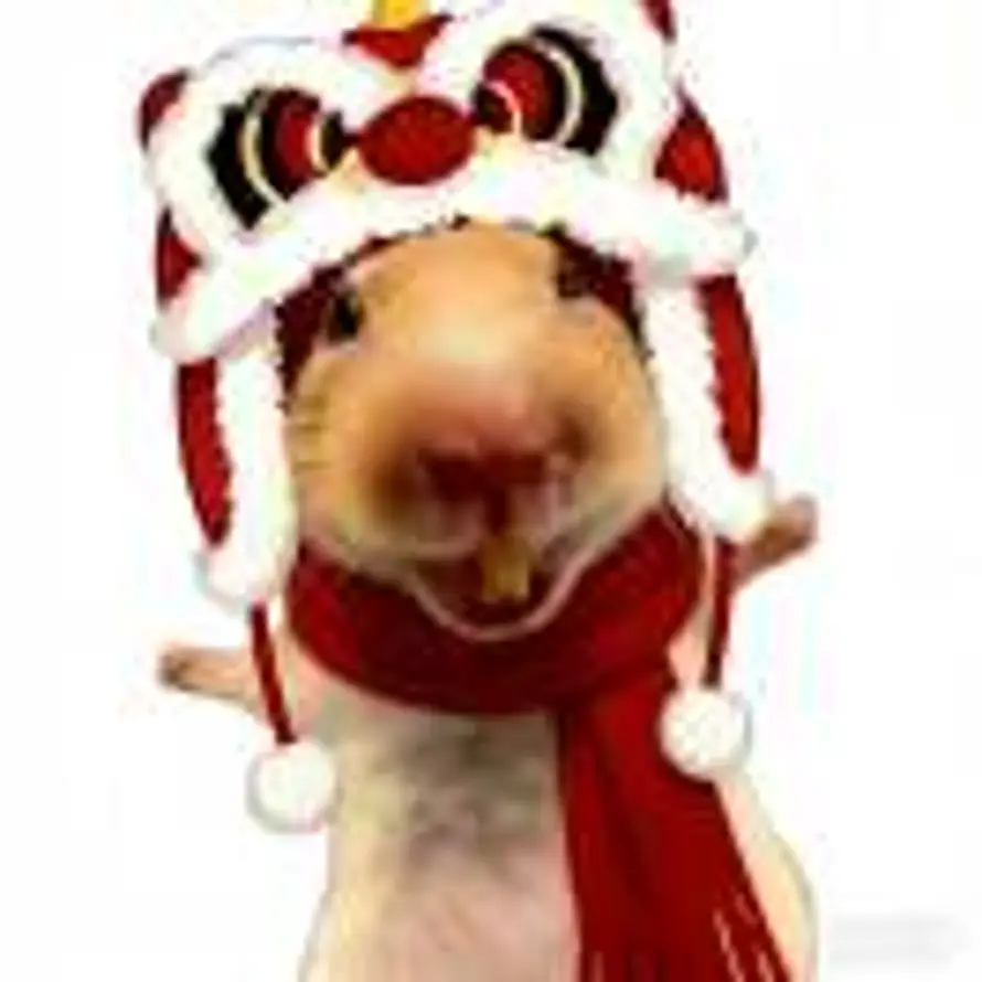 我很聪明的头像